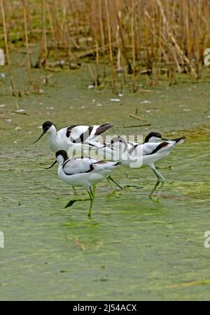 pied avocat (Recurvirostra avosetta), groupe dans les eaux peu profondes, Allemagne Banque D'Images