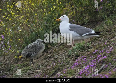 guette occidentale (Larus occidentalis), adulte avec juvénile, États-Unis, Californie, île d'Alcatraz Banque D'Images