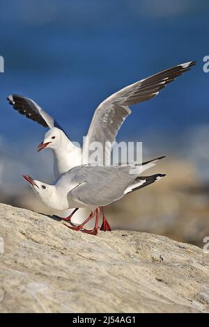 Tête de Hartlaub, tête de roi (Chericocephalus hartlaubii, Larus hartlaubii), paire d'exposition, Afrique du Sud, Cap occidental, Baie Lamberts Banque D'Images