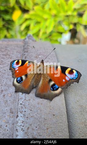 Peacock Butterfly, Peacock européen (Inachis io, Nymphalis io, Aglais io), se trouve sur un mur, Allemagne Banque D'Images