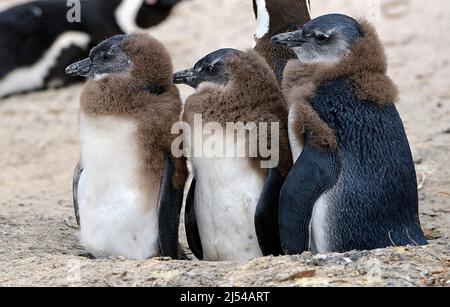 Pingouin de Jackass, pingouin africain, pingouin à pieds noirs (Spheniscus demersus), trois juvéniles, Afrique du Sud, Cap occidental, Plage de Boulders Banque D'Images