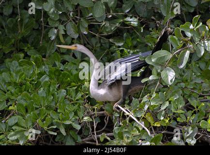 Le dard américain (Anhinga anhinga), femelle perchée sur une branche en train de flatter des ailes, Brésil, Pantanal Banque D'Images