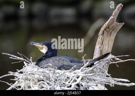 Grand cormoran (Phalacrocorax carbo), nidification, Allemagne Banque D'Images