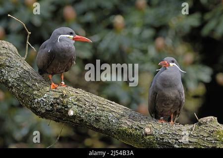 inca tern (Larosterna inca), deux inka sternes perchées sur une branche Banque D'Images