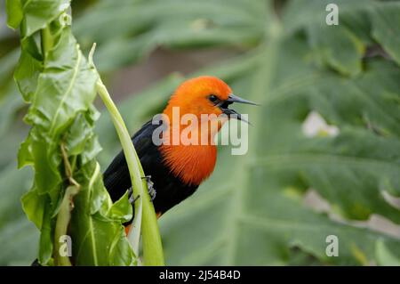 Blackbird (Amblytamphus holosericeus), perché sur une tige chantant, Équateur Banque D'Images