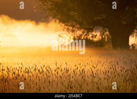 Lever du soleil dans la région naturelle de Grootmeers à Zingem, Belgique, Flandre orientale, Zingem Banque D'Images