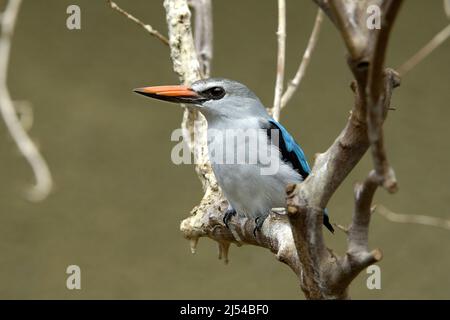 kingfisher (Halcyon senegalensis), perché sur une branche, Kenya Banque D'Images