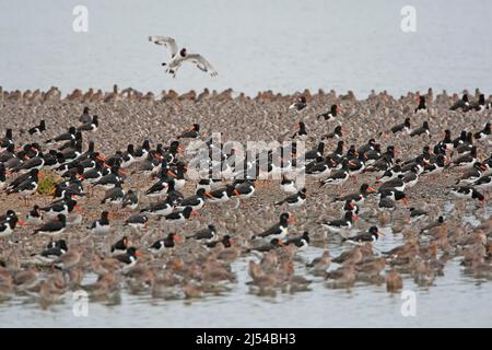 palaearctic oystercatcher (Haematopus ostralegus), troupeau de repos sur la côte, Royaume-Uni, Angleterre, Norfolk Banque D'Images