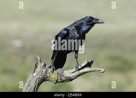 Corbeau (Corvus corone, Corvus corone corone), perché sur un arbre mort, Allemagne, Mecklembourg-Poméranie occidentale Banque D'Images