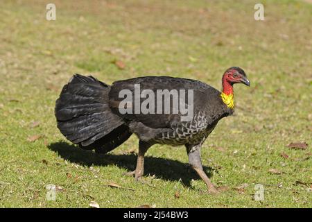 Brush turkey (Alectura lathami), promenades féminines dans un pré, Australie, Parc national de Lamington Banque D'Images