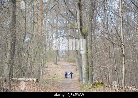 Printemps à Berlin - Forêt de Tegel (Tegeler Forst) - 17 avril 2022. Banque D'Images