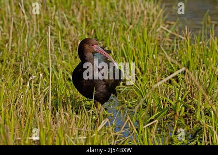 puna ibis (Plegadis ridgwayi), fourrager dans un pré de marais Banque D'Images