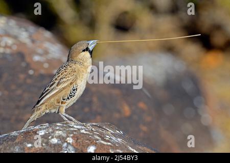 Tisserand sociable (Philetairus socius), avec du matériel de nidification dans le projet de loi, Namibie, Keetmanshoop Banque D'Images