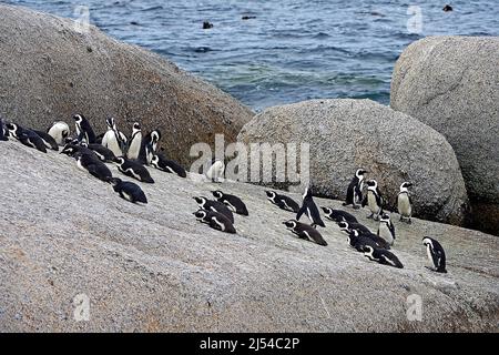 Pingouin de Jackass, pingouin africain, pingouin à pied noir (Spheniscus demersus), colonie sur la côte rocheuse, Afrique du Sud, Cap occidental, Plage de Boulders Banque D'Images