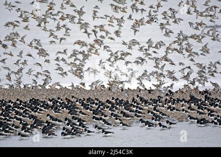 palaearctic oystercatcher (Haematopus ostralegus), troupeau de repos sur la côte, Royaume-Uni, Angleterre, Norfolk Banque D'Images