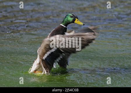 mallard (Anas platyrhynchos), drake prend de l'eau, Allemagne Banque D'Images