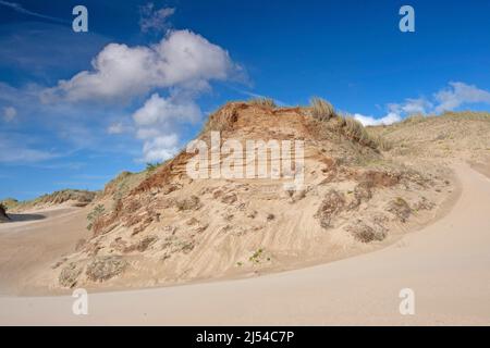 Paysage de dunes sur la côte de la mer du Nord, Belgique, Flandre Occidentale, Réserve naturelle de Westhoek, de panne Banque D'Images