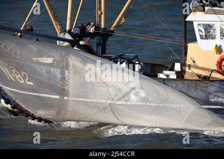 Crevettes en bateau sur la mer du Nord, chalut sur le côté, Belgique, Flandre Occidentale, Nieuwpoort Banque D'Images