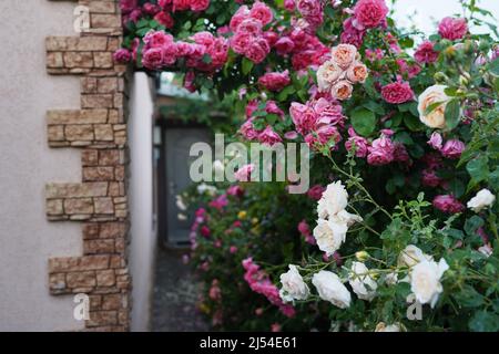 roses buissons près de la vieille maison rurale. Vacances en arrière-plan de campagne Banque D'Images