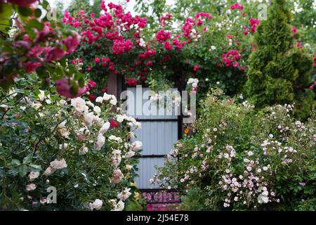 roses buissons près de la vieille maison rurale. Vacances en arrière-plan de campagne Banque D'Images