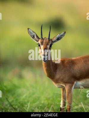 Chinkara ou la gazelle indienne Antelope animal drôle visage portrait ou expression faciale dans un safari en plein air de la faune à la réserve de parc national de ranthambore Banque D'Images