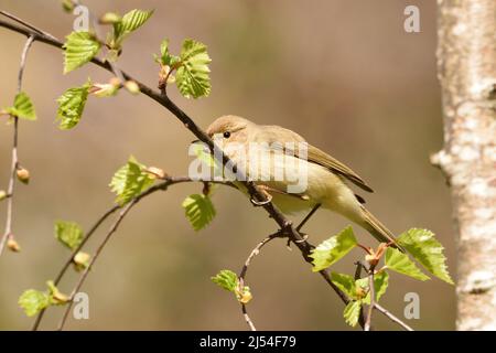 Le mouffpaille perce sur une branche de bouleau au printemps. Londres, Angleterre, Royaume-Uni. Banque D'Images