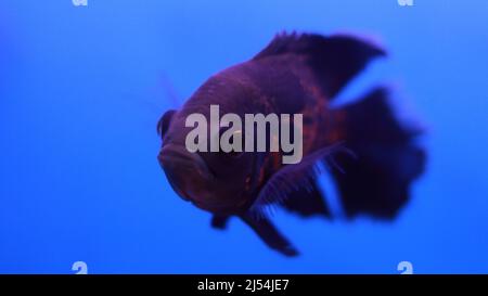 Poisson de Flowerhorn dans l'eau Banque D'Images