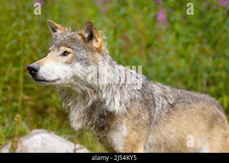 Loup mâle sauvage marchant dans l'herbe dans un écrin vert luxuriant Banque D'Images