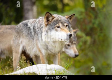 Deux loups mâles sauvages marchant dans l'herbe dans un écrin vert luxuriant Banque D'Images