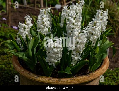 Jacinthe blanche fleurie dans un pot en terre cuite. Banque D'Images