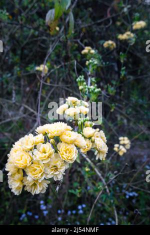 Gros plan de roses de jardin jaunes, les roses de jardin sont principalement des roses hybrides qui sont cultivées comme plantes ornementales dans des jardins privés ou publics. Banque D'Images