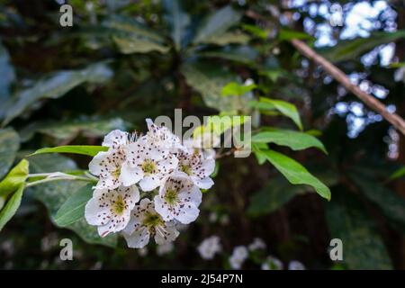 Un gros plan de la fleur de Crataegus punctata accrochée. C'est une espèce d'aubépine connue par les noms communs aubépine pointillée ou la harde blanche. Banque D'Images