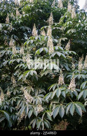 Gros plan de feuilles et de fleurs de châtaigne de cheval, espèce d'Aesculus appelée buckeye. Banque D'Images