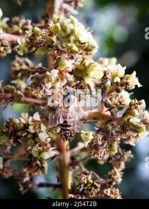 Gros plan d'une abeille sur des fleurs et des pousses de fruits de mangue. Mangifera indica communément appelée mangue. Un cliché d'arbre fruitier avec sm Banque D'Images