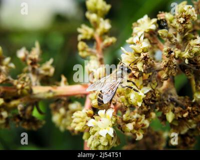 Gros plan d'une abeille sur des fleurs et des pousses de fruits de mangue. Mangifera indica communément appelée mangue. Un cliché d'arbre fruitier avec sm Banque D'Images