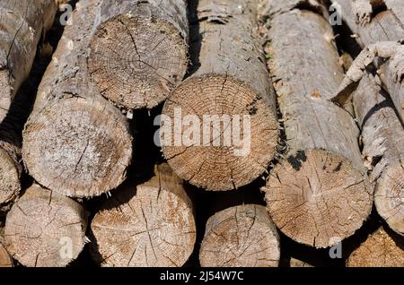 Pile de vieux rondins séchés avec vue avant de la coupe transversale, fissures et fissures, fond en bois naturel Banque D'Images