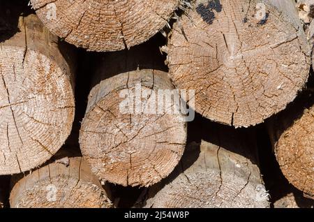 Pile de vieux rondins séchés avec vue avant de la coupe transversale, fissures et fissures, fond en bois naturel Banque D'Images