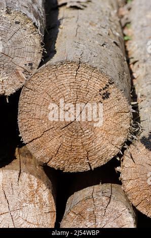 Pile de vieux rondins séchés avec vue avant de la coupe transversale, fissures et fissures, fond en bois naturel Banque D'Images