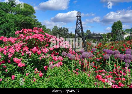 Des roses roses rose et rouge brillantes fleurissent dans le jardin de roses des jardins botaniques royaux de Hamilton, Ontario, Canada Banque D'Images