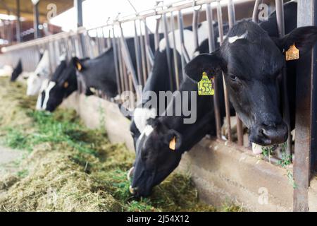 vaches adultes mangeant du foin avec de l'herbe dans la ferme laitière Banque D'Images