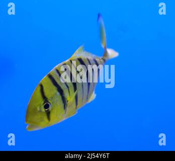 Aquarium Fish Golden Jack Golden Trevally Banque D'Images