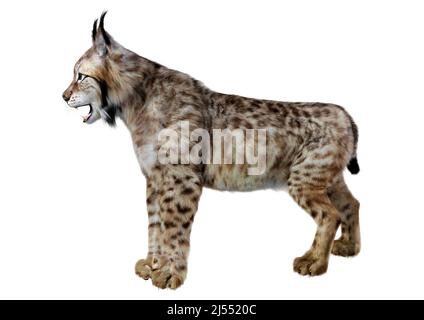 Rendu 3D d'un lynx animal sauvage isolé sur fond blanc Banque D'Images