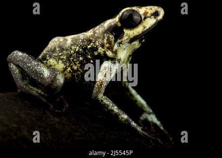 Golden Poison Frog (Phyllobates terribilis) Banque D'Images