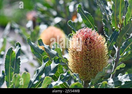 Inflorescence orange rose et fleurs et feuilles dentelées vert gris du bois de chauffage de Banksia, Banksia menziesii, famille des Proteaceae. Banque D'Images