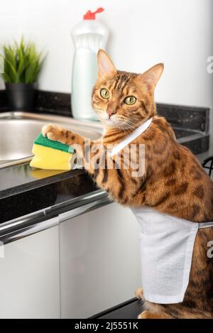 Drôle de chat domestique tient une éponge avec sa patte et va laver la vaisselle. Tir vertical. Banque D'Images