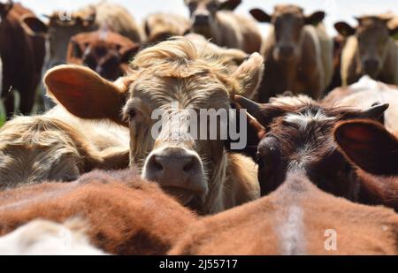 Une photo en gros plan d'un troupeau de vaches laitières britanniques face à l'appareil photo Banque D'Images