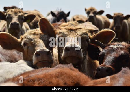 Une photo en gros plan d'un troupeau de vaches laitières britanniques face à l'appareil photo Banque D'Images