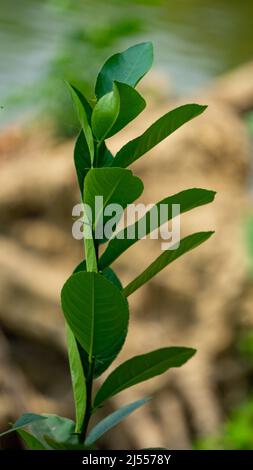 Les jeunes feuilles de citron osciller dans le vent. Les feuilles de citron ont beaucoup d'avantages pour la santé. Banque D'Images