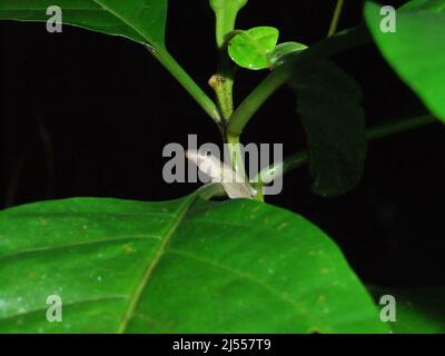 La grenouille mexicaine commune (Smilisca baudinii) isolée sur une feuille tropicale verte Banque D'Images