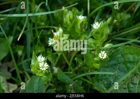 Plus grand millepertuis en fleur dans les bois Banque D'Images